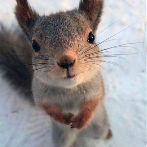 Squirrel Aesthetic, Cute Squirrel, On Instagram, Instagram