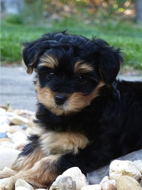 Yorkie Poo Information | information on yorkie poos i strive to provide all the information you ... Yorkie Poo Puppies, Poodle Mix Breeds, Yorkie Poodle, Cassandra Cain, Yorkie Poo, Labrador Retriever Puppies, Yorkshire Terrier Puppies, Rottweiler Puppies, Terrier Puppies