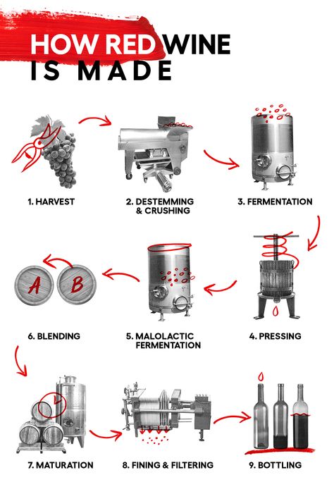 How Wine Is Made, Wine Production, Wine Farm, Wine Tanks, Wine Facts, Wine Train, Craft Beer Packaging, Wine Making Process, Wine Making Equipment