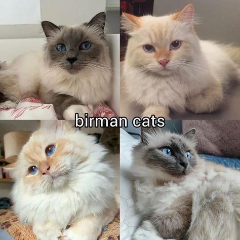 which one do you choose? ♡ follow @jeonrencia for more! 🧋 ✧₊˚. Cat Type, Birman Cat, Cats Photos, Cat Species, Dream's Cat, Adorable Kittens, Types Of Cats, Lovely Creatures, Cute Cats Photos