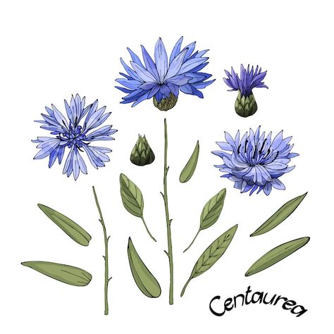 Vector Garden, Blue Corn, Watercolour Flowers, Blue Cornflower, Flower Meanings, Flowers Blue, Floral Illustration, Pottery Classes, Flower Tea