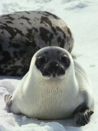 Learn About Seals and Sea Lions  Be featured in Model Citizen App, Magazine and Blog.  www.modelcitizenapp.com Hooded Seal, Ocean Mammals, Sea Life Painting, Harp Seal, Sea Mammal, Marine Wildlife, Fauna Marina, Cute Seals, Seal Pup