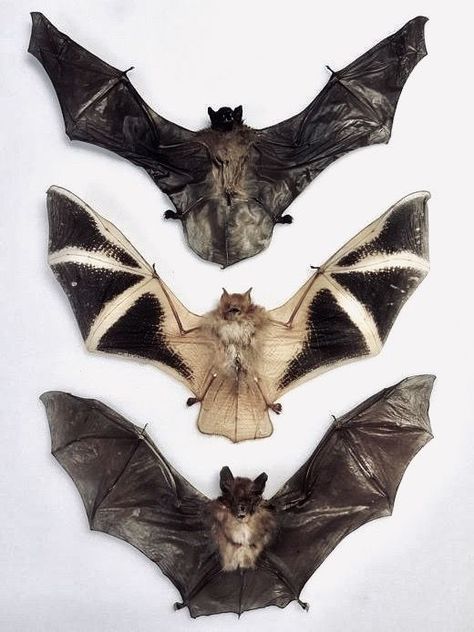 Bat Ears, Taxidermy Aesthetic, Bat Taxidermy, Wet Specimen Taxidermy, Messed Up Taxidermy, Gothic Taxidermy, Taxidermy Bat, Monster Taxidermy, Halloween Tea Party