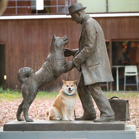 115.4k Likes, 1,212 Comments - Shinjiro Ono (@marutaro) on Instagram: “Have you ever heard of Hachiko the dog? Meet Hachikō, a dog so faithful that he became a national…” Hachiko Dog, Hachiko A Dog's Story, Hachi A Dogs Tale, Hachiko Statue, Menswear Dog, Japanese Dog Breeds, A Dog's Tale, Dog Movies, Japanese Dogs