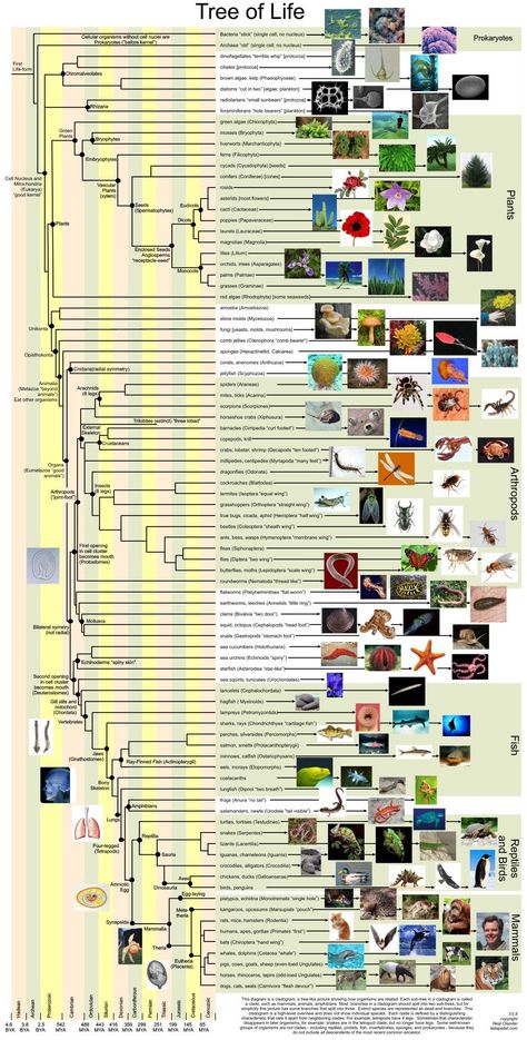 Neal Olander's diagram of the Tree of Life - click for pdf file Human Evolution Tree, Tree Of Life Evolution, Phylogenetic Tree, Picture Tree, Ap Biology, The Tree Of Life, Life Pictures, Earth Science, Fun Science