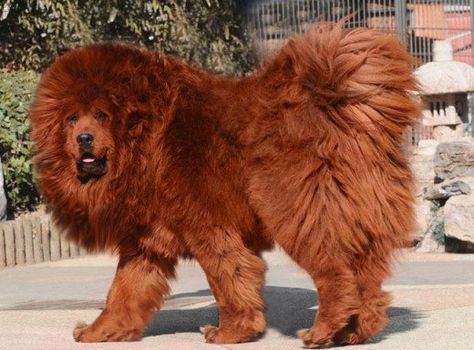 Clifford Red Tibetan Mastiff, World's Most Expensive Dog, Tibetan Mastiff Dog, Pet Anime, Most Expensive Dog, Giant Dog Breeds, Rare Dogs, Unique Dog Breeds, Expensive Dogs