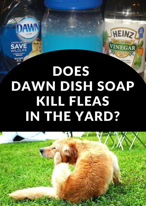 Does Dawn Dish Soap Kill Fleas In The Yard? - Gardaholic.net Kill Ticks In Yard, Kill Fleas In Yard, Fleas In Yard, Dog Flea Remedies, Killing Fleas, Flea Remedies, Flea Repellent, Flea And Tick Spray, Flea Spray