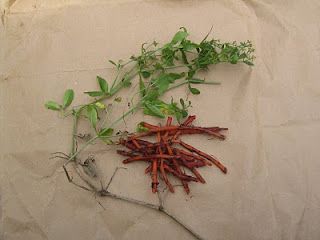 Roots of the Madder plant have been used since ancient times to dye leather, wool, cotton and silk RED. It was even used to dye the British Army's Redcoats. Kool Aid Dye, Summer Workshop, Dye Yarn, Local Color, Textile Arts, Plant Dyes, Locally Grown, Kool Aid, Screenprinting