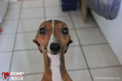 Dogs Just Found out they were adopted - ROMP Italian Greyhound Rescue Italian Greyhound Rescue, Greyhounds Funny, White Dog, Italian Greyhound, Cute Puppy, Whippet, Greyhound, I Love Dogs, Dog Life