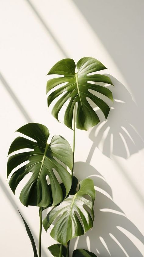 Monstera Plant Aesthetic, Aesthetic Green Background, Houseplants Aesthetic, Wall Shadow, Minimalist Iphone Wallpaper, Zen Aesthetic, Wallpaper Leaf, Shadow Plants, نباتات منزلية