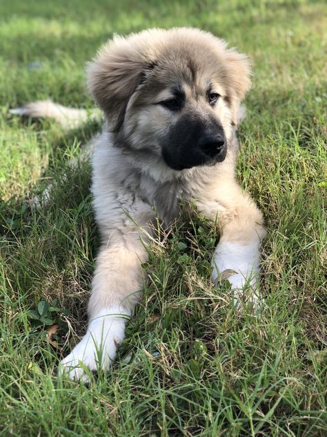 How do you turn down those amazing 👀? Great Pyrenees German Shepherd, Anatolian Shepherd Puppies, Great Pyrenees Puppies, Cattle Dog Puppy, Mens Modern Hairstyles, Pyrenees Puppies, Top Hairstyles For Men, Anatolian Shepherd, Shepherd Puppy