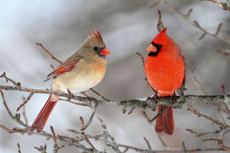 two cardinals in the snow Cardinals Birds, Cardinal Tattoos, Cardinal Painting, Northern Cardinal, Flowers Craft, State Birds, Winter Bird, Cardinal Birds, Red Bird