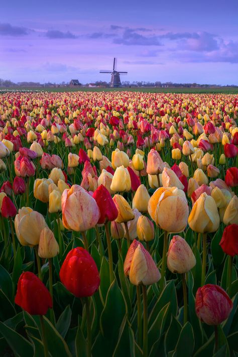 Bella Season, Netherland Tulips, Tulip Fields Netherlands Aesthetic, Tulip Amsterdam, Tulips Netherlands, Holland Tulips, Places Photos, Seasons Aesthetic, Tulip Photo