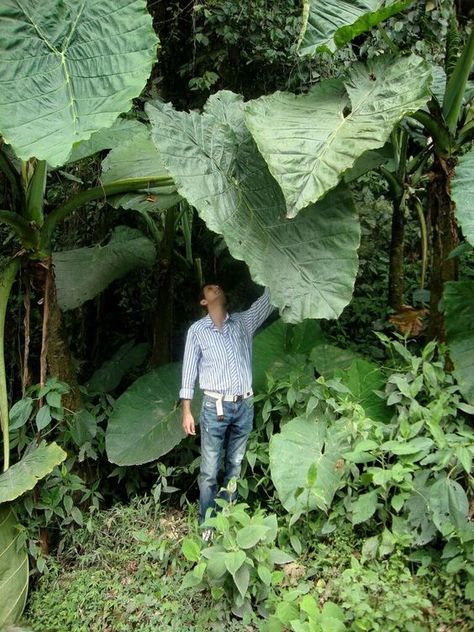 Elephant Ear Tattoo, Colocasia Plant, Elephant Ear Plant Care, Elephant Ear Plants, Giant Leaves, Shade Loving Plants, Plants Beautiful, Beautiful Elephant, Elephant Ear Plant