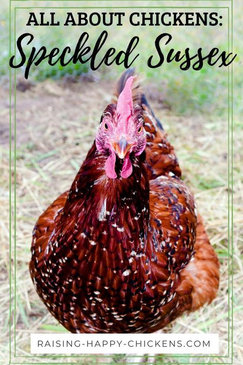 Fancy Hens Chicken Breeds, Speckled Sussex Chicken, Heritage Breed Chickens, Pretty Chickens, Friendliest Chicken Breeds, Mother Clucker, Australorp Chicken, Sussex Chicken, Molting Chickens