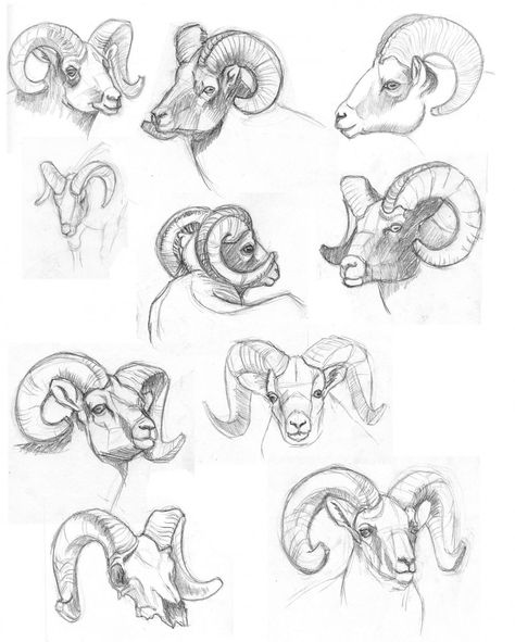 Ram horns Horn Tutorial Drawing, How To Draw Ram Horns, Ram Anatomy, Ram Horns Drawing Reference, Ram Horns Drawing, Ram Reference, Horns Drawing References, Artstyle Ideas, Drawing Room Interior Design