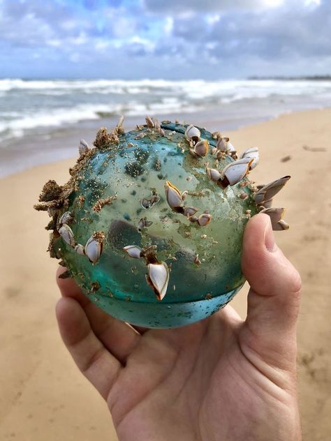 While Walking On The Beach In Hawaii My Wife And I Found This Glass Ball That Had Become The Home Of Small Marine Ecosystem Giant Squid, Marine Ecosystem, Diy Birds, Sand And Water, Sand Castle, Beach Walk, Beach Glass, Glass Ball, Beach Photos