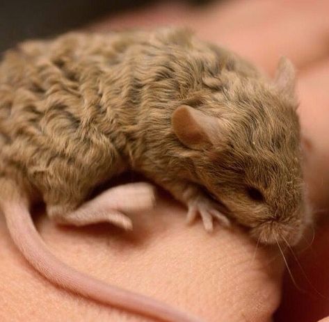 Curly Haired Mice, Curly Rat, Curly Mice, Curly Mouse, Fancy Mouse, Brown Rat, Baby Rats, Cat In Heat, Pet Mice