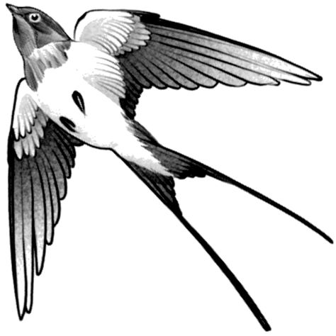 Did you know that sailors used to "earn" a traditional swallow tattoo when they had sailed 5,000 nautical miles? Bird Swallow Tattoo, Swallows Tattoo Design, Swallow Design, Navy Swallow Tattoo, Bird Tatoos Woman Arm, The Swallow Tattoo, Sailor Swallow Tattoo, Swallow Tattoos, Swallow Traditional Tattoo