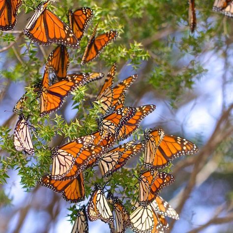 The monarch butterfly is seemingly embraced by Australians as a part of the ecosystem, but it's actually native to North America and depends on plant hosts from other parts of the world. Ann Jones investigates how this pretty insect came to make its home on Australian shores. Australian Insects, Plants That Attract Butterflies, Tropical Africa, Butterfly Houses, Australian Plants, Australian Native Plants, Garden Drawing, Poisonous Plants, Monarch Butterflies