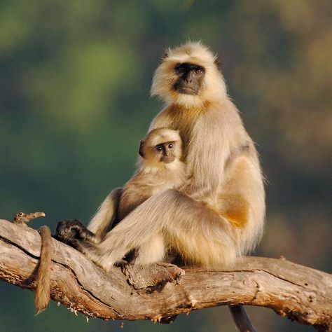 Langur Monkey, Baby Pugs, Cute Animal Memes, Baby Horses, Nature Conservation, Animal Species, Noahs Ark, Baby Puppies, Sleeping Dogs