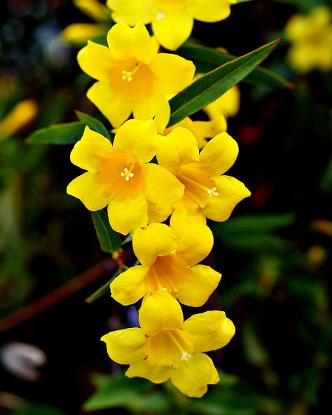 Carolina jasmine! Have this in my back yard! Love it! Yellow Flowers Names, Gelsemium Sempervirens, Flowers List, Carolina Jessamine, Carolina Jasmine, List Of Flowers, Invasive Plants, Jasmine Flower, Annual Flowers