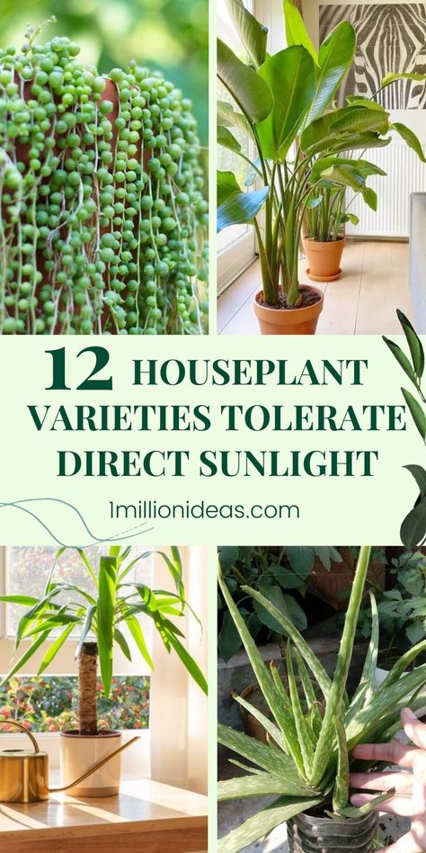 Everyone knows sunlight plays an important role in plants’ growth. If you love growing plants in the home to give your interior a touch of green for your living space and have the right rooms and sunny windows, you can grow some indoor plants today. Plus, they are so easy to care for from indoor gardeners as long as they get enough moisture and nutrients. Plants In The Home, Herb Garden Pots, Sago Palm, Yucca Plant, Types Of Succulents, Jade Plants, House Plants Decor, Growing Indoors, Growing Plants