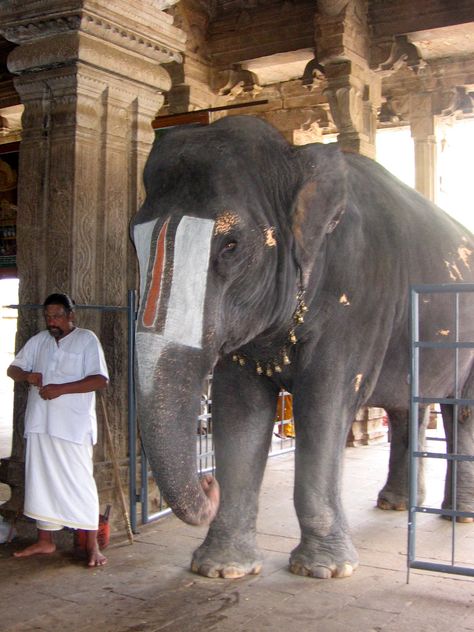 Temple elephant, Ranganatha Temple, Trichy Sri Rangam Temple, Ravana Palace, Temple Elephant, Rama Image, Lord Rama Images, Hanuman Images, Lord Rama, Incredible India, Tamil Nadu