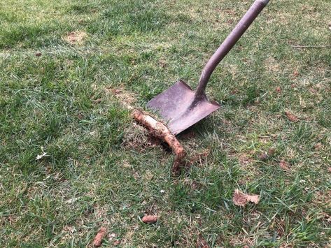 How to remove surfacing tree roots | All Things Thrifty Tree Root Removal, Rotting Tree, Yard Hacks, Apple Tree Care, Easy Backyard Diy, Cracked Concrete, Planters Indoor, Underground Drainage, Landscaping Around Trees