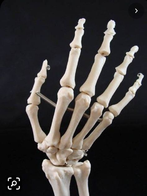 Hand Bone Anatomy, Posing Skeletons, Hand Skeleton, Hand Anatomy, Skull Reference, Skeleton Anatomy, Skull Model, Skeleton Drawings, Anatomy Sculpture