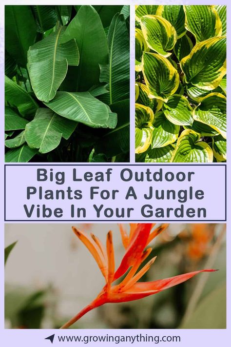 30 Big Leaf Outdoor Plants For A Jungle Vibe In Your Garden 2024 Big Leaf Plants Outdoor, Large Leaf Plants Outdoor, Big Leaf House Plants, Tropical Plants Outdoor Zone 7, Big Leafy Plants, Big Jungle Leaves, Big Leaf Plants, Umbrella Plant, Papaya Tree