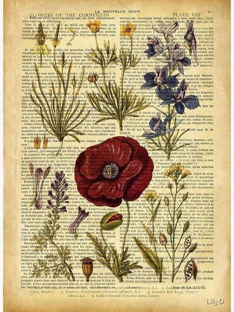 "Botanical print, on old book page - flowers" Framed Art Print by lldd11 | Redbubble Book Page Flowers, Vietnam Art, Cute Journals, Dream Studio, Vintage Botanical Prints, Old Book Pages, Antique Book, Old Book, Drawstring Bags