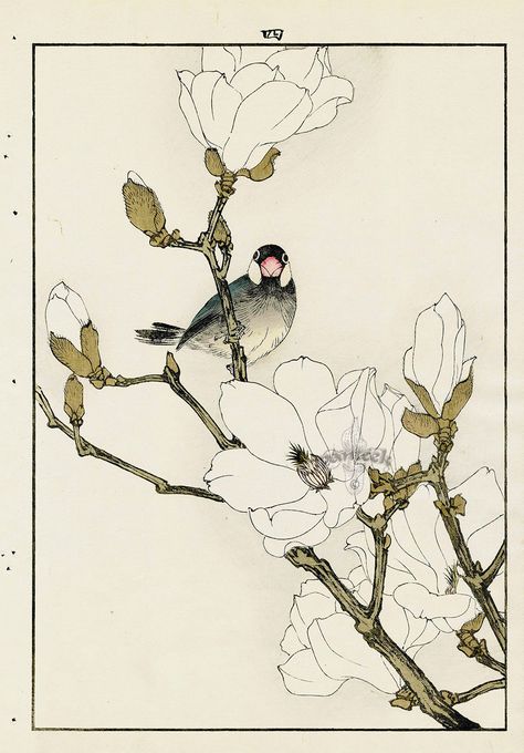 White Magnolia, Java Sparrow from Imao Keinen Kacho original Japanese woodblock prints of birds and flowers Java Sparrow, Japanese Bird, Japanese Watercolor, Japanese Art Prints, Drawing Flowers, Illustration Botanique, White Magnolia, Birds And Flowers, Japanese Woodblock