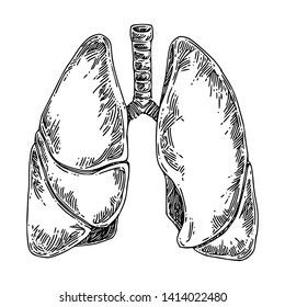 Lungs Sketch, Anatomy Lungs, Lungs Drawing, Lungs Art, Lung Anatomy, Medical Drawings, Human Lungs, Color Drawing Art, Human Anatomy Drawing