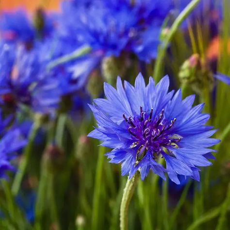 All About Cornflower (Bachelor Buttons) | American Meadows Bachelor Button Flowers, American Meadows, Bachelor Buttons, Blue Cornflower, How To Attract Birds, Annual Flowers, Organic Gardening Tips, Balloon Flowers, Wildflower Seeds