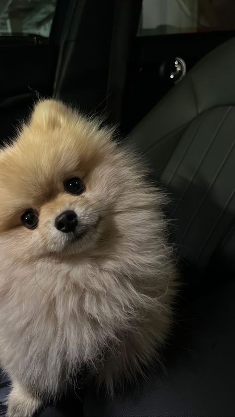 Spitz Pomeranian, Dog Mommy, Cute Little Puppies, Pomeranian Dog, Fluffy Dogs, Pomeranian Puppy, Dog Wallpaper, Baby Puppies