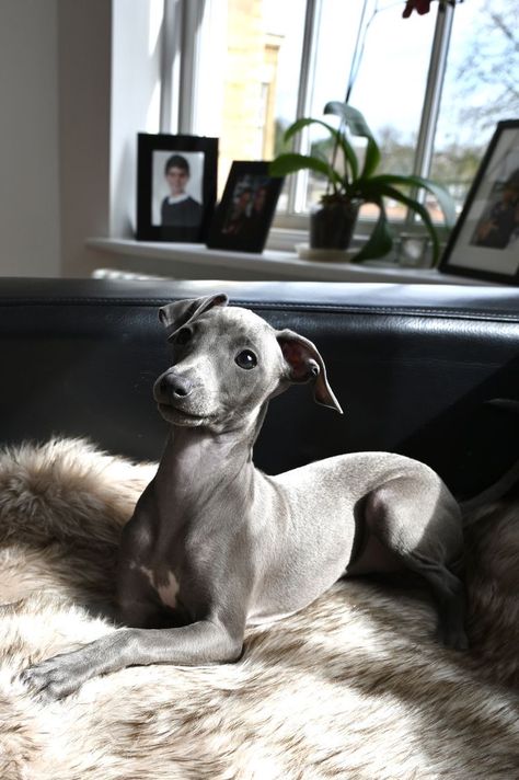 Grey Hound Puppy, Italian Hound Dog, Italian Gray Hound Puppy, Cute Italian Greyhound, Dog Spiritual Meaning, Miniature Italian Greyhound, Dogs Greyhound, Italian Grey Hound, Greyhound Italian