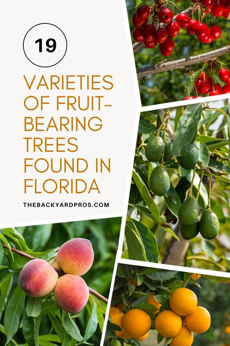 Unlock the lush bounty of Florida's orchards with our list of 19 captivating fruit trees! Whether you're a gardener or a budding enthusiast, this guide is your passport to a fruitful paradise. Explore the vibrant hues of citrus, the exotic allure of tropical delights, and the irresistible charm of local favorites. Delve into the flavors that make Florida a true haven for fruit lovers, and let your garden burst with the vibrant colors and mouthwatering tastes of these incredible fruit trees! Florida Fruit Trees Backyard, Florida Fruit Trees, Fruit Trees Backyard, Grapefruit Tree, Kumquat Tree, Florida Trees, Mandarin Tree, Florida Cottage, Fruit Bearing Trees