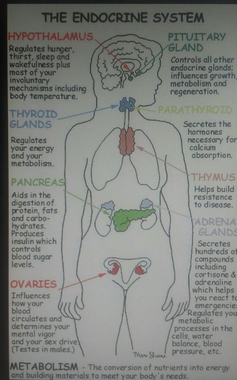 Endocrine Glands Drawing, Endocrine System Notes Aesthetic, Endocrine System Drawing, Endocrine System Diagram, Nephron Anatomy, Endocrine System Notes, Nurses Notes, Med School Study, Biology Diagrams