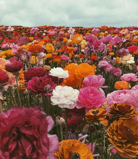 Flower Therapy, Ranunculus, Flower Lover, Pretty Flowers, Pretty Pictures, Flower Power, Aesthetic Pictures, Cute Wallpapers, Planting Flowers