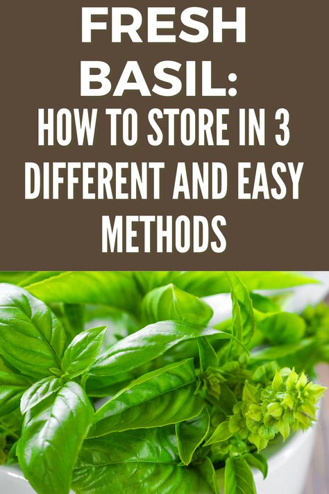 How To Store Fresh Basil In 3 Different & Easy Methods - Fas Kitchen Keep Basil Fresh, Store Fresh Basil, Storing Fresh Basil, Storing Basil, Preserving Basil, Preserve Fresh Herbs, Fresh Basil Recipes, Store Fresh Herbs, Recipes By Ingredients