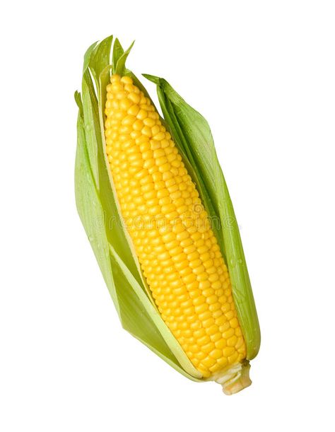 Ear of Corn isolated. On a white background. Isolation is on a transparent layer , #AD, #white, #background, #isolated, #Ear, #Corn #ad Corn Illustration, Corn Drawing, Popcorn Seeds, Spicy Corn, Vegetable Harvest, Shrimp Ceviche, Refreshing Food, Ears Of Corn, Food Style