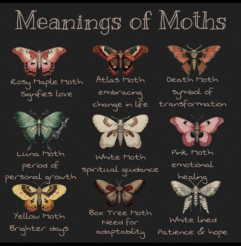 Animals That Represent Love, Insect Tattoo Meaning, Moth Symbolism Meaning, Moth Types, Moth Quote, Moth Meaning, Moth Symbolism, Types Of Moths, Pink Moth