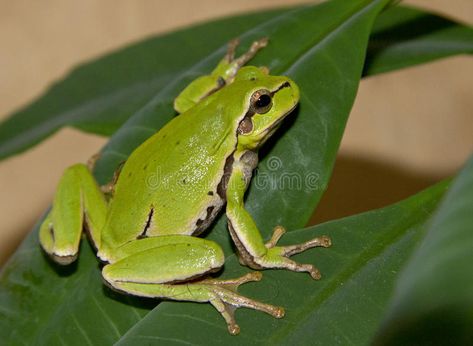 Green Tree Frog Drawing, Frog On Leaf Drawing, Frog On A Leaf, Frog Sitting, Leaf Drawing, Tree Frog, Sketch A Day, Green Frog, Tree Frogs