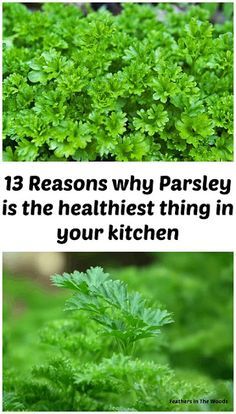 City Homestead, Benefits Of Parsley, Medicinal Gardening, Parsley Benefits, Bucket Garden, Healthiest Food, Calendula Benefits, Rosemary Plant, Matcha Benefits