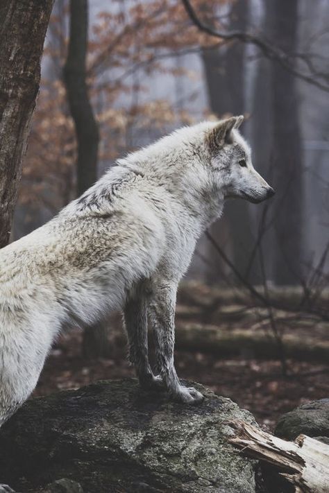 Wolf White Wolf, In The Woods, A Tree, White