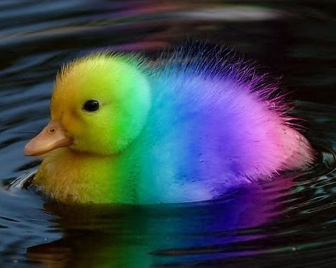 RAINBOW DUCK Rainbow Animals, Rainbow Stuff, Rainbow Pictures, Rainbow Photo, Chinese Lantern, Baby Animals Pictures, Rainbow Aesthetic, Super Cute Animals