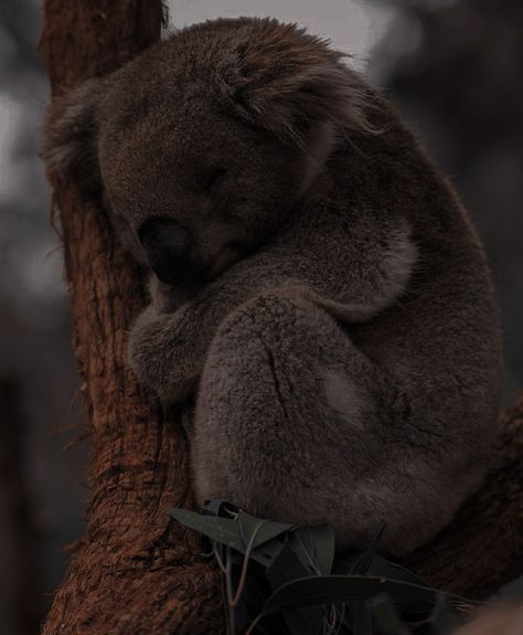 Cute Koala Aesthetic Wallpaper, Koala Profile Picture, Koala Aesthetic, Koala Bear Aesthetic, Baby Koala Aesthetic, Aesthetic Koala Pictures, Cute Koala Bear, Koala Memes Funny, Koala Meme