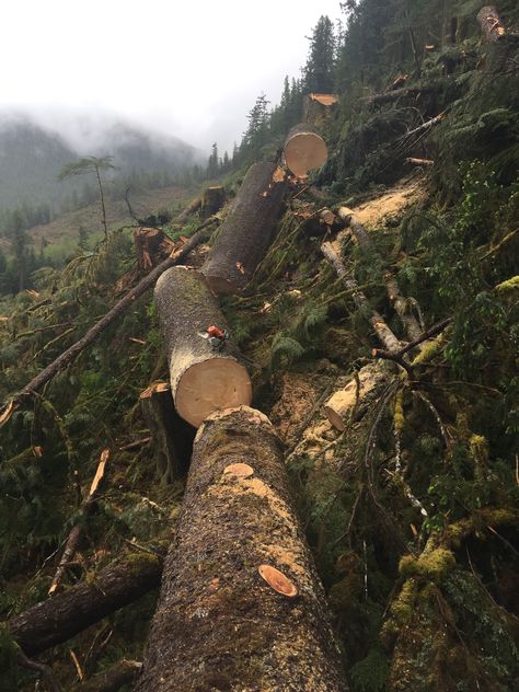 Looks a lot like the Steep ground my father used to log I grew up in Northern California Humboldt Trinity Shasta County Logs Aesthetic, Logging Aesthetic, Woodcutter Aesthetic, Lumber Aesthetic, Forestry Aesthetic, Lumberjack Aesthetic, Logging Camp, Logging Industry, Timber Logs