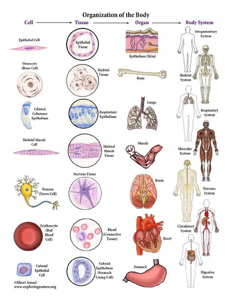 Learn about the human body through simple, fun activities on Exploringnature.org Levels Of Organization Biology, Levels Of Organization, Medical Terminology Study, Human Body Organs, Integumentary System, Medicine Studies, Basic Anatomy And Physiology, Medical Student Study, Color Poster